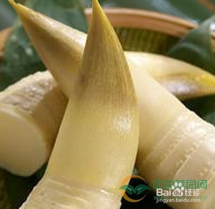 4种高纤维有机蔬菜可快速消掉脂肪