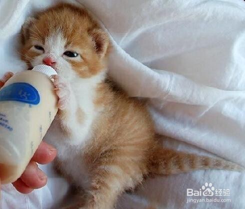 刚生下来的小猫怎么养