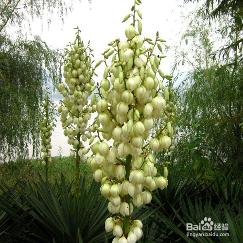 凤尾兰炭疽病该怎么办?