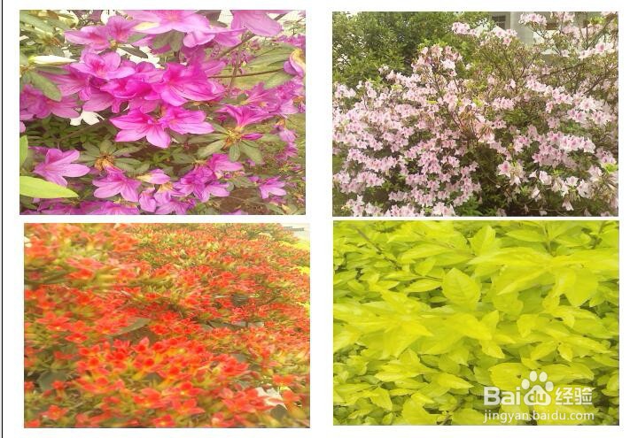 怎样把多张图片最大化地打印到一张A4纸上