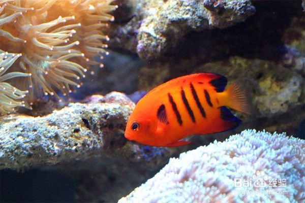 怎么放生 放生有哪些注意事项