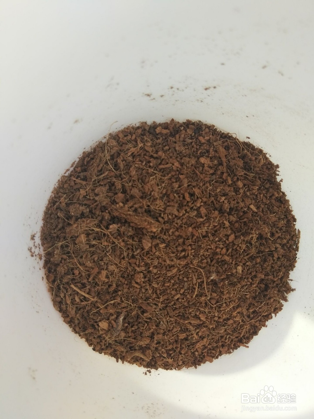 网购来的绿萝(绿植)怎么上盆?怎么打理?