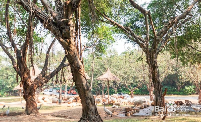 广州长隆野生动物世界攻略3