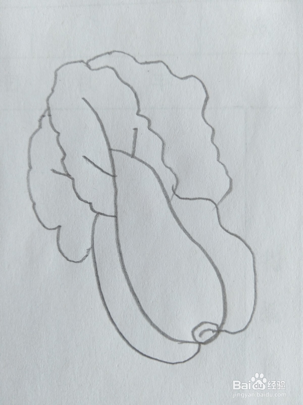 儿童简笔画白菜画法八