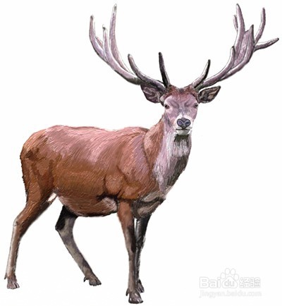 如何画一只鹿——加菲的吃货生活