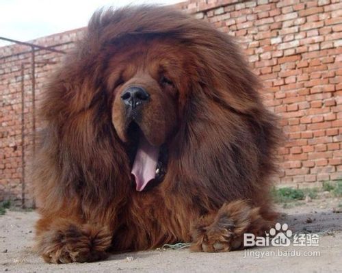 夏季应该怎样给藏獒防暑消热