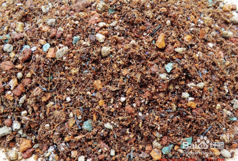 新手如何栽多肉