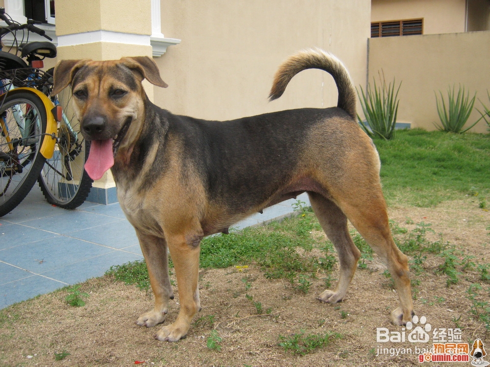 大型护卫犬有哪些