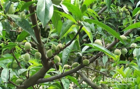 夏季桃树怎样修剪