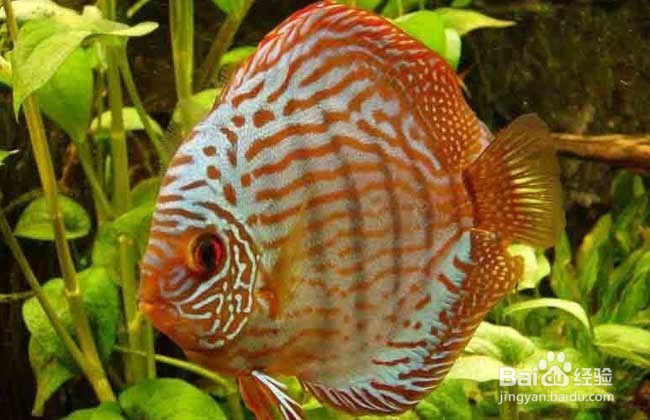 如何养好七彩神仙鱼