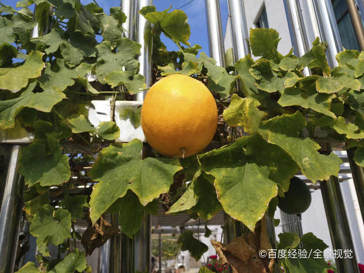 黄金百香果禁忌