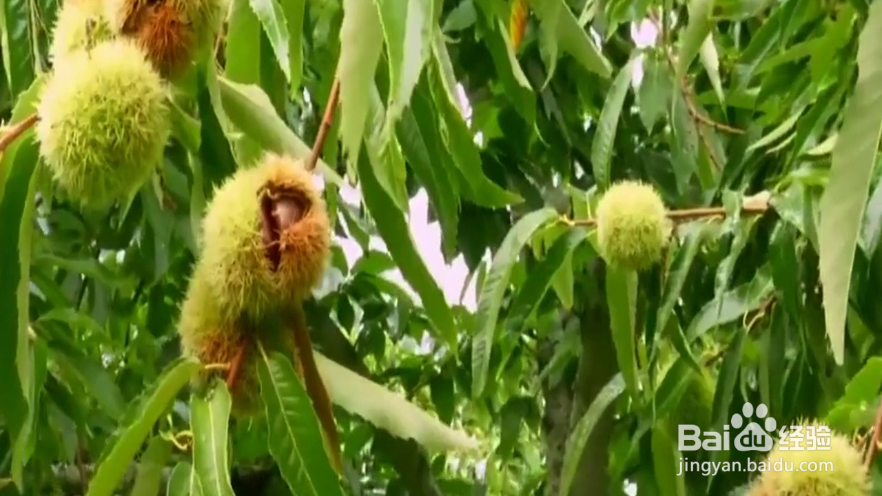 如何快速巧妙地剥开板栗的小技巧