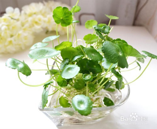 花卉水吸绳怎么用