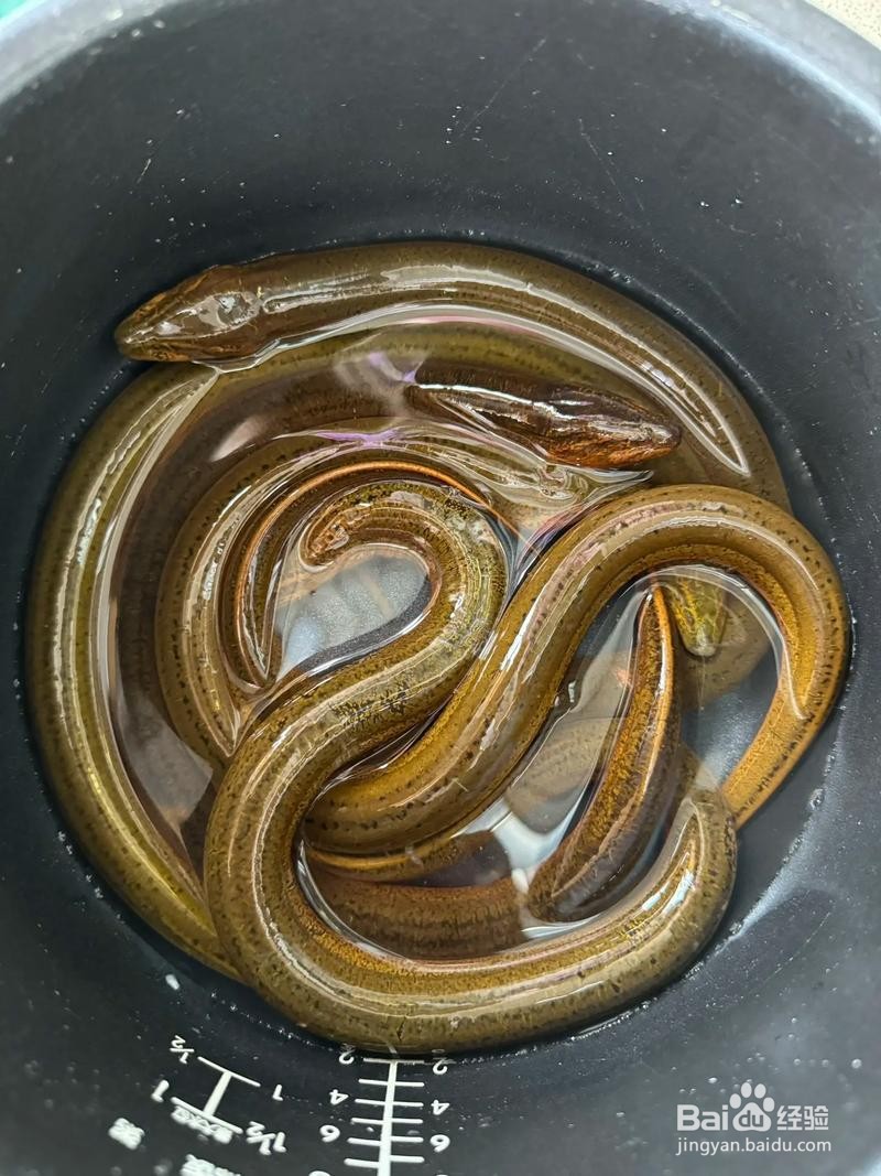 淮扬菜生炒鳝片