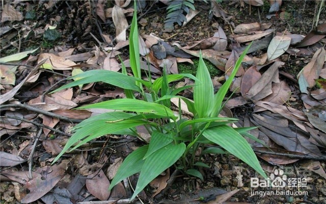 淡竹叶能吃吗?淡竹叶有哪些功效与作用?