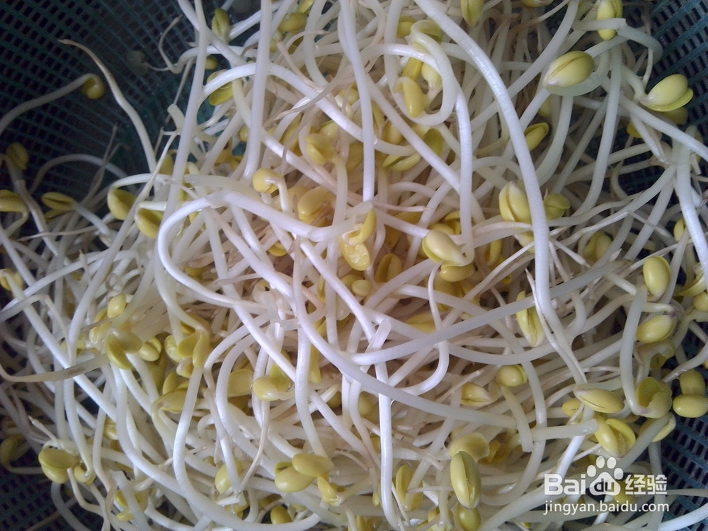 豆芽炒肉饼片