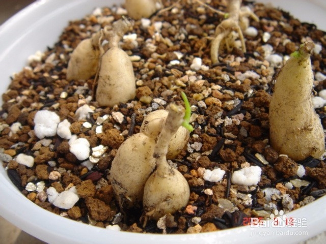 多肉植物的繁殖方法有哪些