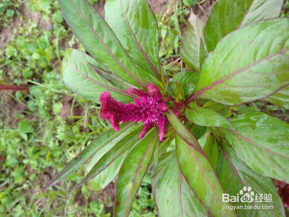 你知道适合春天播种的花有哪些吗