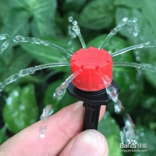 怎么种大蒜才能蒜头大