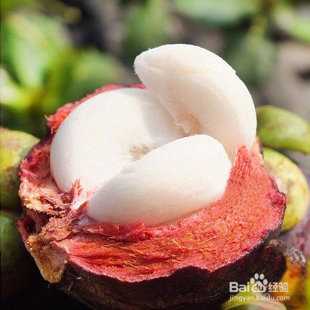 山竹的美味——清凉解热降燥下火