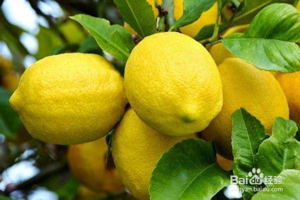 能够缓解身体疲劳的6种食物