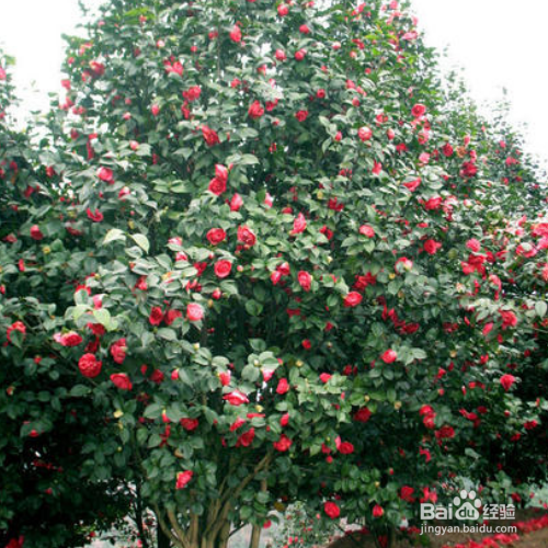 宁波市花为什么是茶花