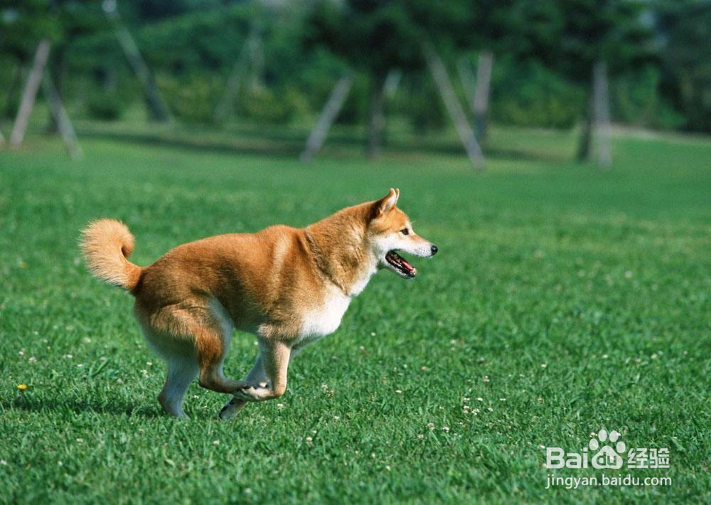 怎样读懂犬的心理特征?