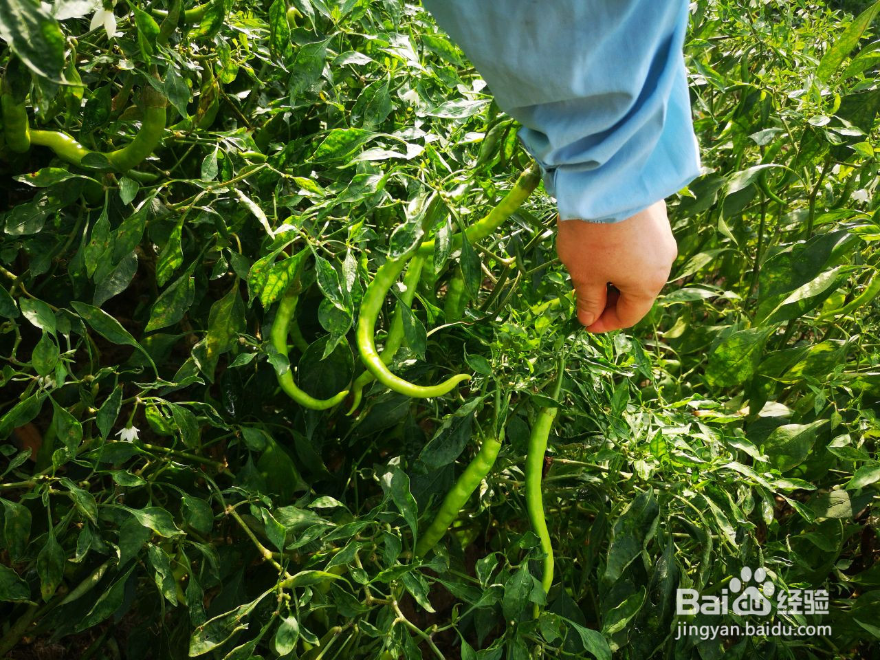 万能辣椒酱的做法