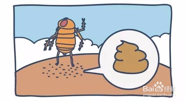 泰迪怎么杀体外虫