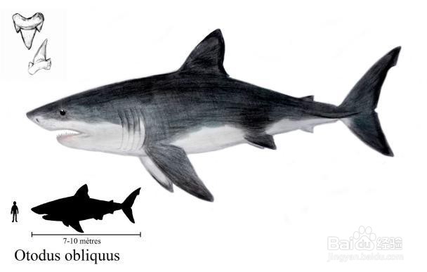 侏罗纪最强的海洋生物是哪些？强在哪？