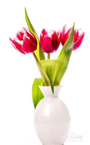 客厅宜放的植物