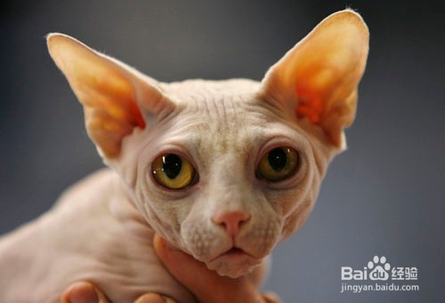 新手如何养猫？