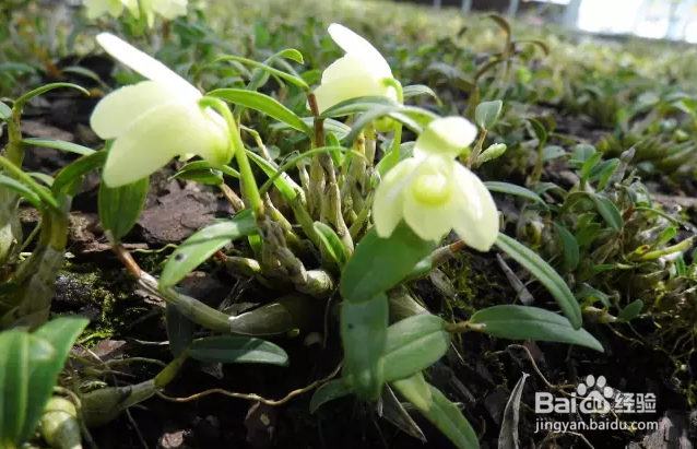 怎么区分霍山石斛和铁皮石斛