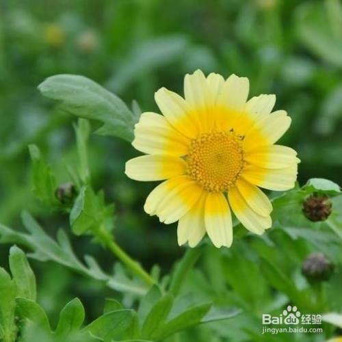 茼蒿花的种殖方法和注意事项