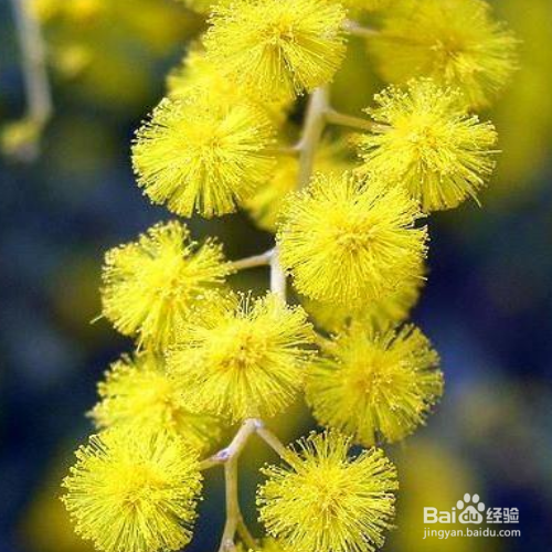 金合欢和合欢的区别有哪些？