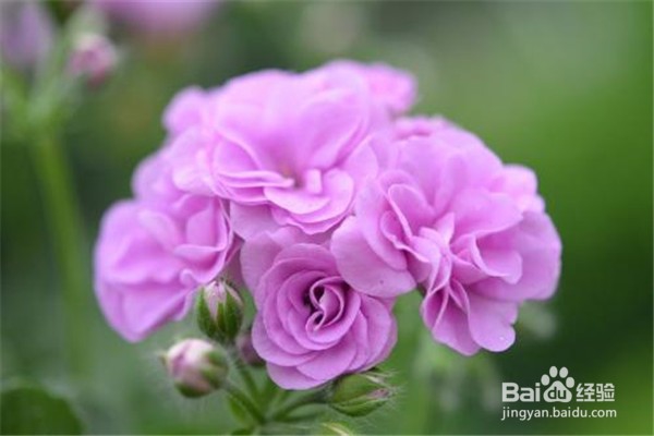 天竺葵的养殖方法和注意事项