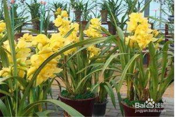 剑兰的养殖方法和注意事项有什么？