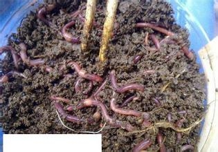 湖汊里垂钓野生黄丫鱼的方法