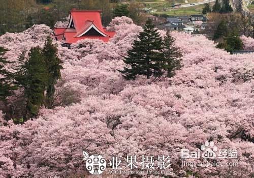 去日韩欣旅游赏樱花攻略