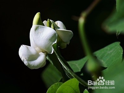白扁豆花的功效与食用方法