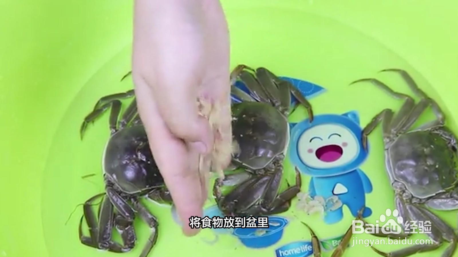 怎样保存大闸蟹