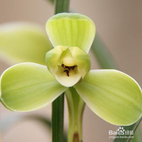 宋梅种植有哪些重要求？