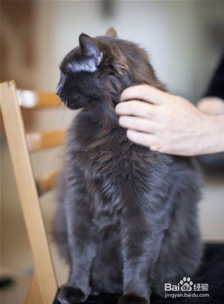 领养猫咪要注意什么