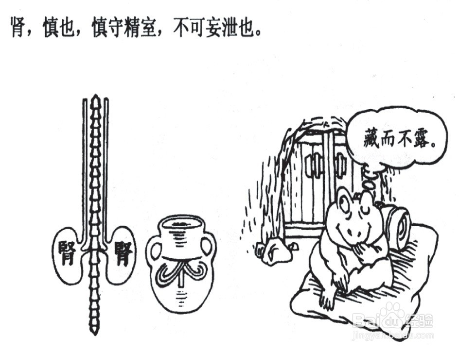 怎样认识中医的“肾”