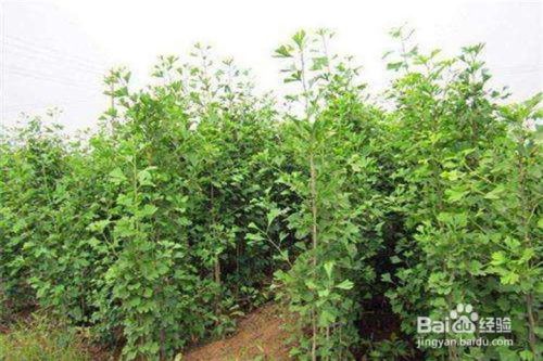 嫁接树苗的方法和技术