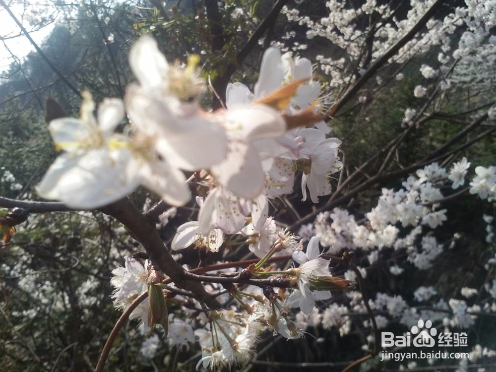 <b>收藏樱花景观的微信方法</b>