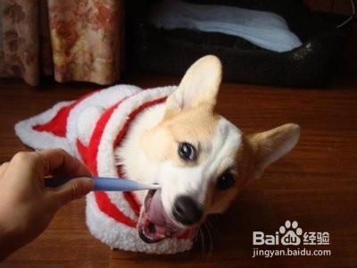 你知道给狗狗刷牙有什么注意事项吗？