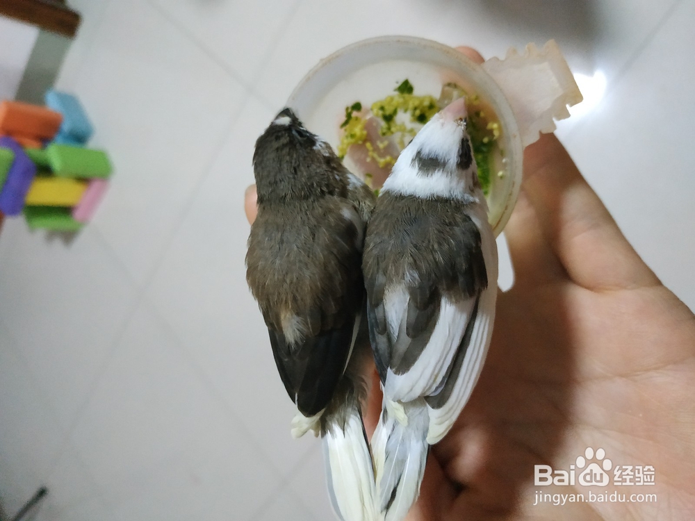 过年期间不在家,宠物鸟怎么办?