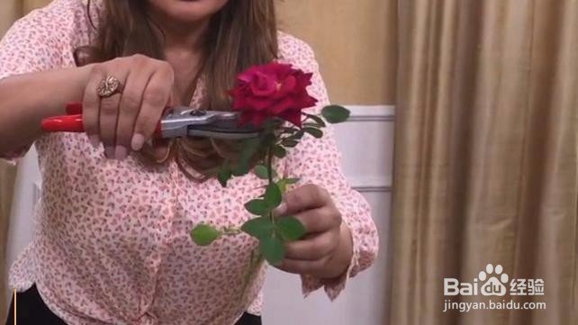 在家怎么栽种一盆美美的玫瑰？