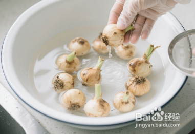 苦藠猪肚鸡汤如何制作？